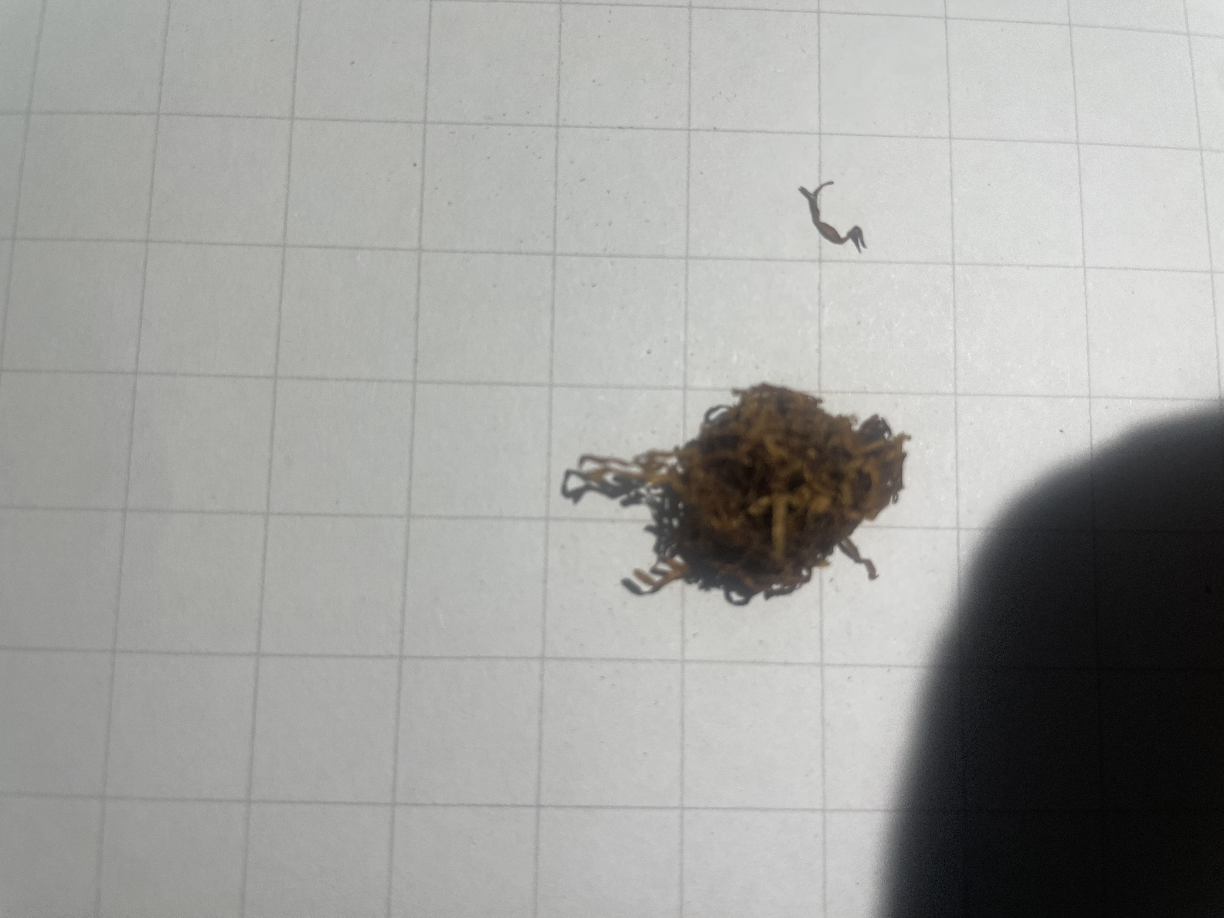 Natural tobacco cluster photographed on a 10mm grid