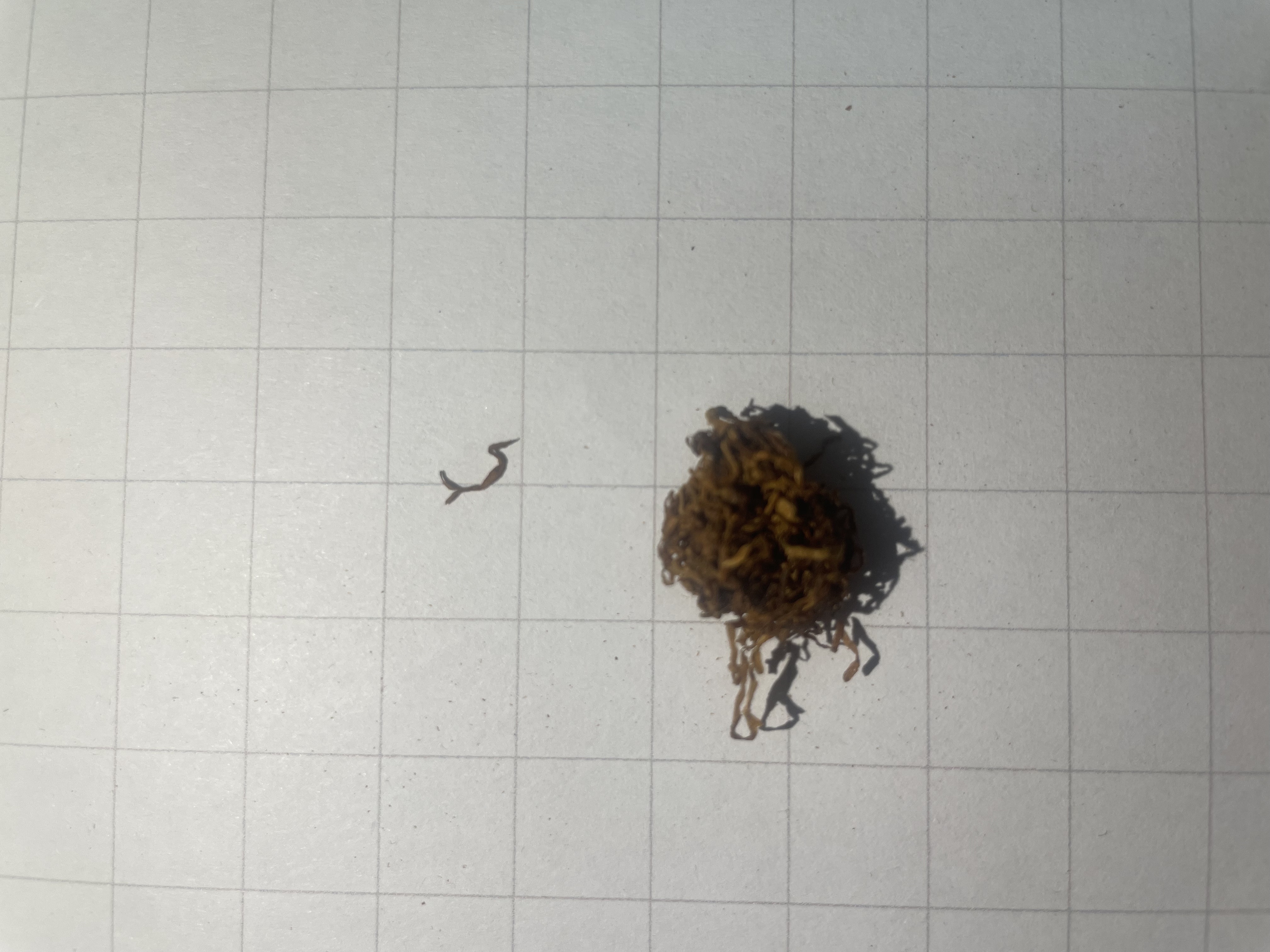 Close view of a natural tobacco cluster
